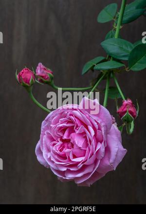 Gros plan de la rose délicate et des bourgeons fleuris à l'extérieur sur fond de bois sombre Banque D'Images