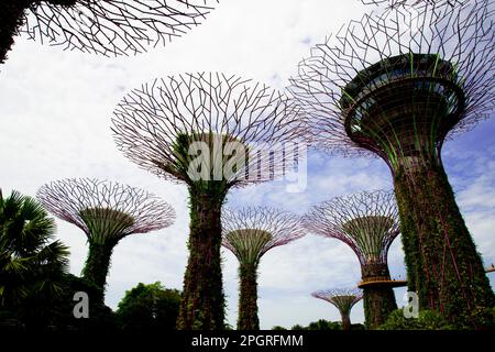 Ville de Singapour, Singapour - 12 avril 2019 : le Supertree Grove dans les jardins au bord de la baie Banque D'Images