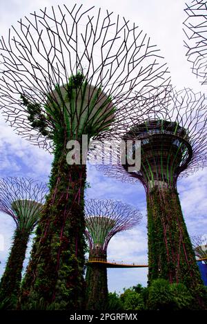 Ville de Singapour, Singapour - 12 avril 2019 : le Supertree Grove dans les jardins au bord de la baie Banque D'Images