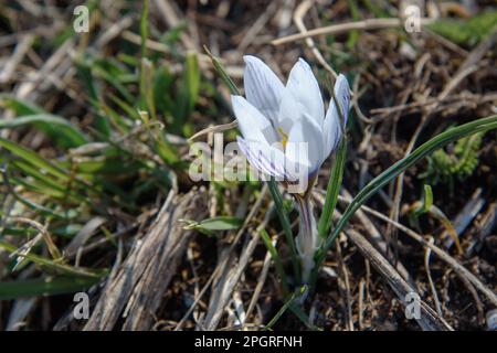 Fleur de Crocus tauricus sauvage au printemps. Crimée Banque D'Images