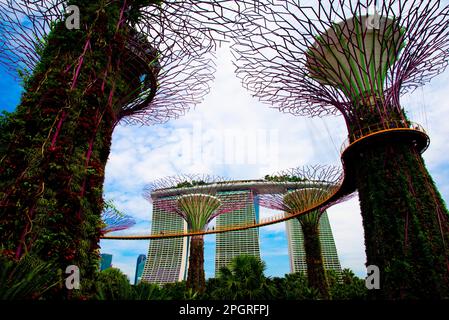 Ville de Singapour, Singapour - 12 avril 2019 : le Supertree Grove dans les jardins au bord de la baie Banque D'Images