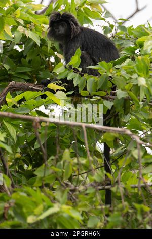 Celebes Crested Macaque, Macaca nigr, dans un arbre, en danger critique, Parc national de Bali Ouest, près de l'île de Menjangan, Buleeng, Bali, Indonésie Banque D'Images