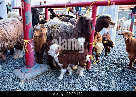 Chèvres prêtes à la vente au marché des animaux du vendredi, Nizwa, Oman Banque D'Images