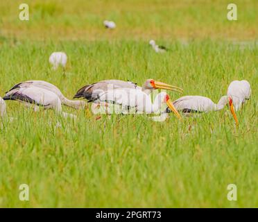 Les Storks à bec jaune chaperaient des grenouilles Banque D'Images