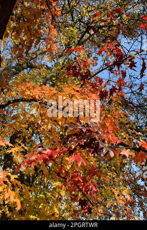 Une vue panoramique de l'automne, avec différentes nuances de feuilles orange et jaune sur un ciel bleu vif Banque D'Images