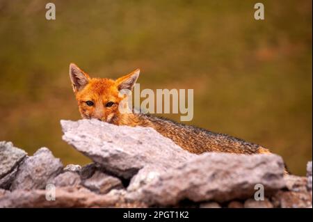 Le zorro gris (Lycalopex griseus) est un animal commun dans les Andes et une partie de la Patagonie, province de Salta, Argentine Banque D'Images