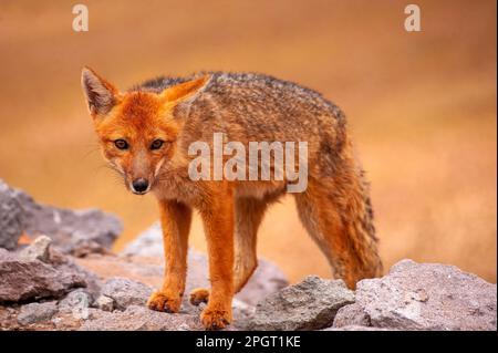 Le zorro gris (Lycalopex griseus) est un animal commun dans les Andes et une partie de la Patagonie, province de Salta, Argentine Banque D'Images