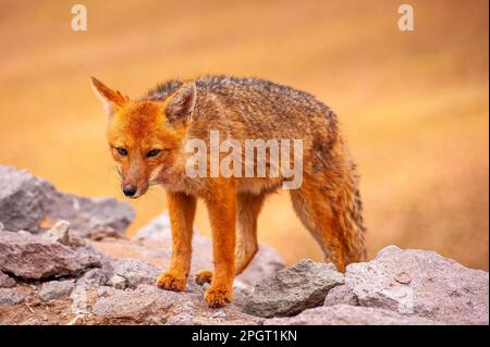 Le zorro gris (Lycalopex griseus) est un animal commun dans les Andes et une partie de la Patagonie, province de Salta, Argentine Banque D'Images