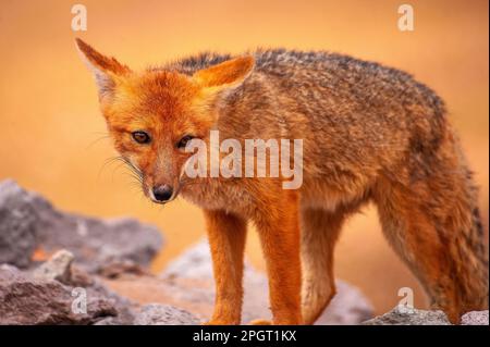 Le zorro gris (Lycalopex griseus) est un animal commun dans les Andes et une partie de la Patagonie, province de Salta, Argentine Banque D'Images