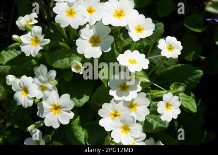 Primula vulgaris, primevère commune, primevère anglaise, plante à fleurs parmi les premiers à apparaître au printemps. Fleurs blanches délicatement parfumées. Banque D'Images