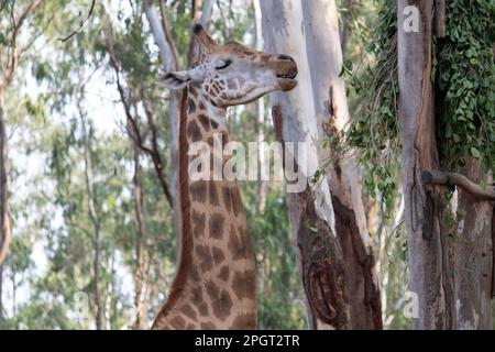 Girafe au parc national de Bannerghatta Bangalore situé dans le zoo. Refuges de la faune sauvage de la forêt à Karnataka Inde Banque D'Images