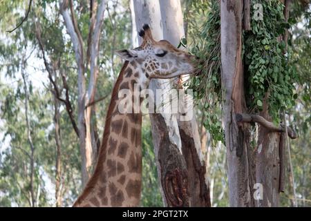 Girafe au parc national de Bannerghatta Bangalore situé dans le zoo. Refuges de la faune sauvage de la forêt à Karnataka Inde Banque D'Images