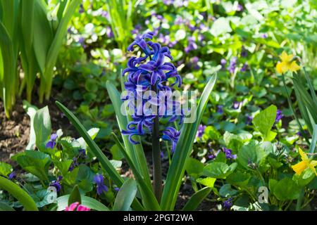 Un cultivar bleu jacinthus orientalis avec des pointes de fleurs plus robustes et plus denses. Le jacinthus est un petit genre de fleurs vivaces bulbeuses à fleurs printanières. Banque D'Images