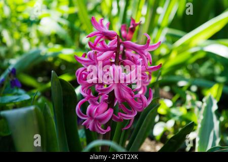 Un cultivar rose jacinthus orientalis avec des pointes de fleurs plus robustes et plus denses. Le jacinthus est un petit genre de fleurs vivaces bulbeuses à fleurs printanières. Banque D'Images