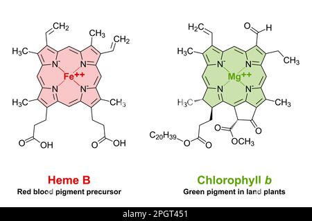 Similarités de l'hème et de la chlorophylle dans la structure chimique. Un anneau de porphyrine plane avec 4 atomes d'azote, liant un atome de fer ou de magnésium. Banque D'Images