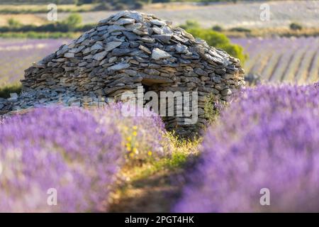 Deux bories en pierre sèche (huttes de berger anciennes) dans des champs de lavande près de Sault, Provence-Alpes-Côte d'Azur, Provence, France Banque D'Images