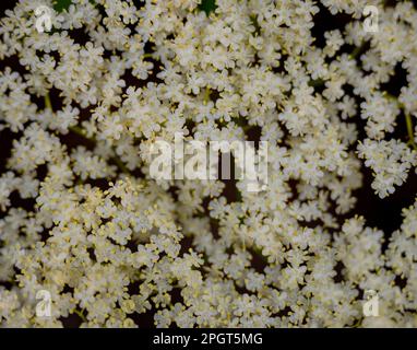 Image d'arrière-plan Tiny White Flowers Bloom in Tight Group Banque D'Images
