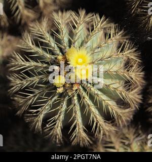 Fleurs jaune pâle d'Echinocactus grusonii, le cactus de tonneau doré, fond floral macro naturel Banque D'Images