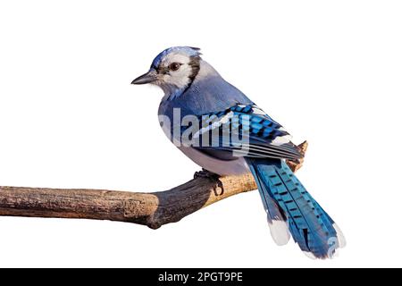 Arrière et queue entièrement affiché en bleu brillant, un bluejay tourne sa tête vers l'appareil photo. Le bluejay est perché sur une branche avec un backgroun blanc Banque D'Images