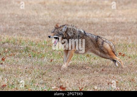 Un coyote s'étend dans une prairie ouverte. Ses pattes avant sont vers le haut, son extrémité arrière vers le bas, comme si dans une position de pose de planche de yoga. Yeux fermés, mâchoire ouverte Banque D'Images