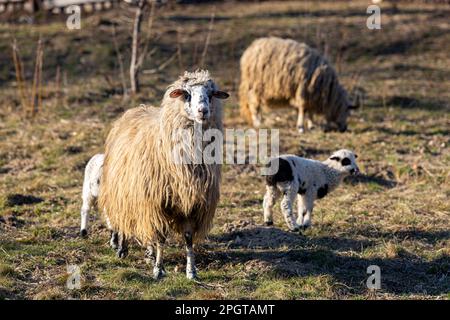 Un troupeau de moutons est debout dans un champ et l'un d'entre eux est face à la caméra., animaux domestiques sur la ferme Banque D'Images