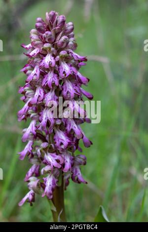 Orchidée géante en pleine floraison au début du printemps dans la nature dans son environnement dans la Sierra de Guadarrama à Madrid. Himantoglossum robertianum Banque D'Images