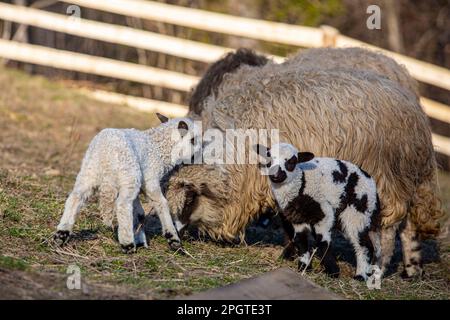 Un groupe de moutons est debout dans un champ et l'un d'eux a des taches noires et blanches sur son visage. Banque D'Images