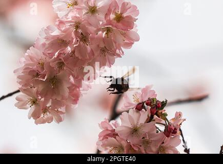 Cologne, Allemagne. 24th mars 2023. Une abeille vole dans les fleurs d'une cerise japonaise ornementale. Credit: Oliver Berg/dpa/Alay Live News Banque D'Images