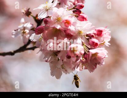 Cologne, Allemagne. 24th mars 2023. Une guêpe vole dans les fleurs d'une cerise japonaise ornementale. Credit: Oliver Berg/dpa/Alay Live News Banque D'Images