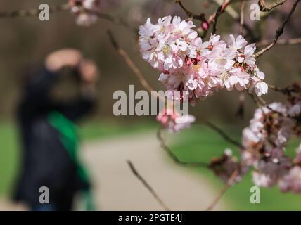 Cologne, Allemagne. 24th mars 2023. Une femme photographie les fleurs d'une cerise ornementale japonaise. Credit: Oliver Berg/dpa/Alay Live News Banque D'Images