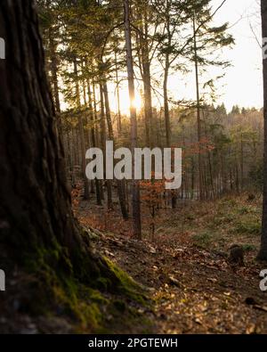 Forêt en Suisse illuminée par le soleil du soir. Banque D'Images