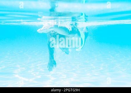 un jeune homme nageant dans le style d'une petite hauteur dans une piscine Banque D'Images
