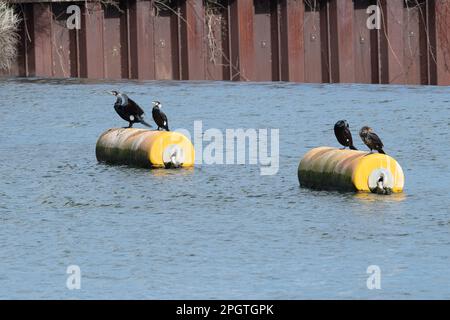 Eton Wick, Windsor, Berkshire, Royaume-Uni. 24th mars 2023. C'était une journée venteuse à Eton Wick aujourd'hui sur la rivière Jubilee. Les cormorans étaient perchés sur des flotteurs par un déversoir sur la rivière. Crédit : Maureen McLean/Alay Live News Banque D'Images