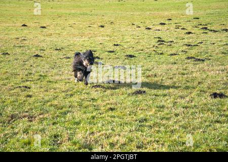 Black Goldendoddle courir dans un pré tout en jouant. Manteau long et doux noir. Chien de famille qui est également pris comme chien de thérapie. Photo d'un chien Banque D'Images