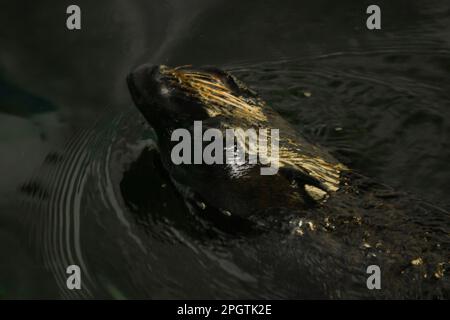 Les phoques sont dans la piscine ont été exposés dans le zoo Banque D'Images