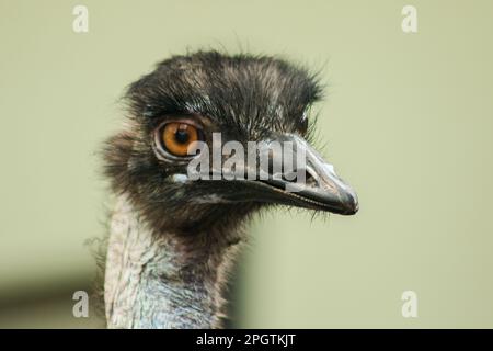 La tête d'autruche dans le zoo d'autruche, (Struthio camelus) est le plus grand oiseau du monde. A une hauteur moyenne de 2,5 mètres. Banque D'Images
