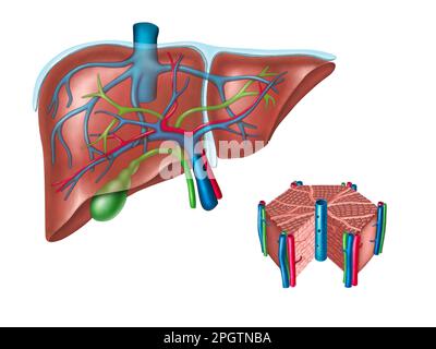 Schéma du foie et des cellules hépatiques humains. Illustration numérique. Banque D'Images