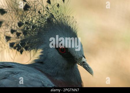 Victoria couronné pigeon, Victoria goura dans la cage du zoo. La plupart des poils sont gris bleuâtre. Risque d'extinction Banque D'Images