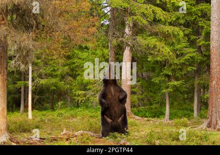 Gros plan de l'ours brun eurasien debout sur ses jambes arrière et en se grattant contre l'arbre, Finlande. Banque D'Images