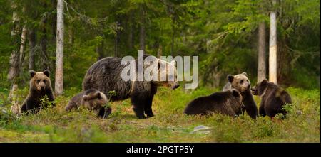 Close up of eurasienne femelle ours brun (Ursos arctos) et ses petits dans la forêt boréale, la Finlande. Banque D'Images