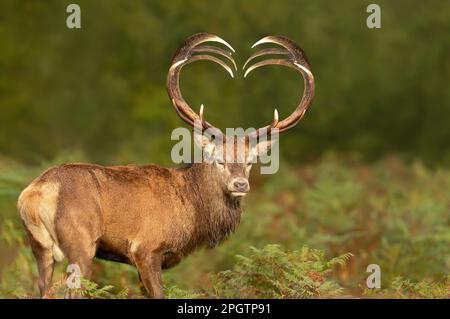 Gros plan de cerf rouge avec bois en forme de cœur, Royaume-Uni. Banque D'Images