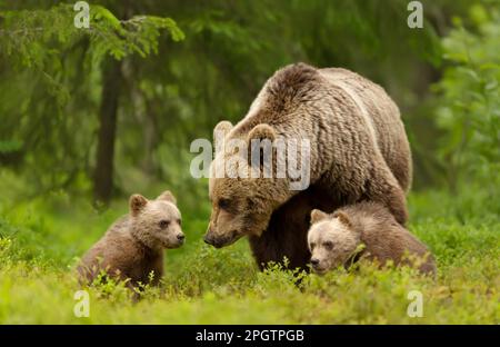 Close up of eurasienne femelle ours brun (Ursos arctos) et ses petits dans la forêt boréale, la Finlande. Banque D'Images