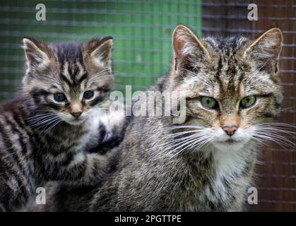 Photo de dossier datée du 25/05/07 d'un chaton sauvage écossais en captivité avec sa mère au parc de découverte Wildwood, près de Canterbury, Kent. Les Wildcats seront libérés cet été dans le parc national de Cairngorms après l'approbation d'une nouvelle demande de permis d'un groupe de conservation. Date de publication : vendredi 24 mars 2023. Banque D'Images