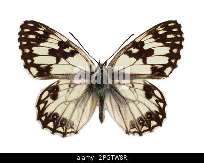 Blanc marbré occidental (Melanargia occitanica) isolé sur fond blanc. C’est une espèce de papillon appartenant à la famille des Nymphalidae. Banque D'Images