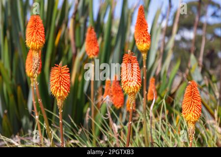 Fleurs rouges de poker chaud, kniphofia, également connu sous le nom de plantes de poker ou de nénuphars. Mise au point sélective avec arrière-plan à feuillage mou. Banque D'Images