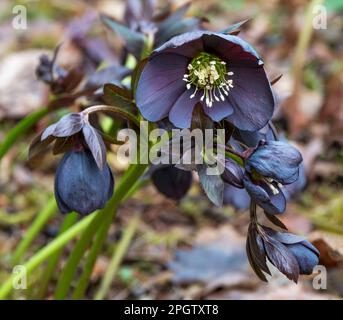 Les fleurs hellébore violet foncé fleurissent au début du printemps Banque D'Images