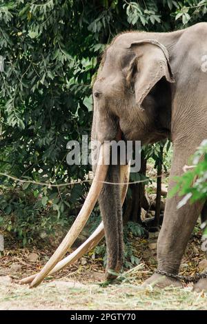 Asian Elephant Male avec de longues défenses , les fourches sont des fangs qui ont été développés pour être plus grands, peuvent être utilisés comme armes et d'objets de levier. Banque D'Images