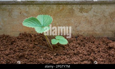 la plante ou germe de fraise pousse dans le jardin, gros plan de jeunes plants en vue latérale et mise au point sélective avec espace de copie Banque D'Images