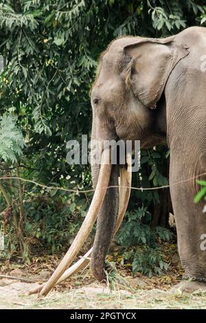 Asian Elephant Male avec de longues défenses , les fourches sont des fangs qui ont été développés pour être plus grands, peuvent être utilisés comme armes et d'objets de levier. Banque D'Images