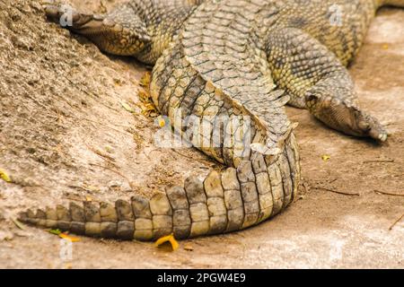 La queue de crocodile a de nombreuses échelles. La pointe de l'agave est très puissante. Aide à la natation ou en tant qu'arme pour blesser des personnes ou des animaux Banque D'Images